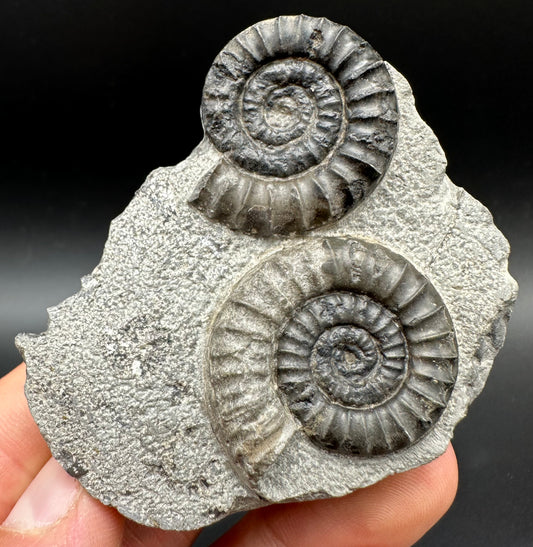 Arnioceras ammonite shell fossil with box and stand - Whitby, North Yorkshire Jurassic Coast Yorkshire Fossils