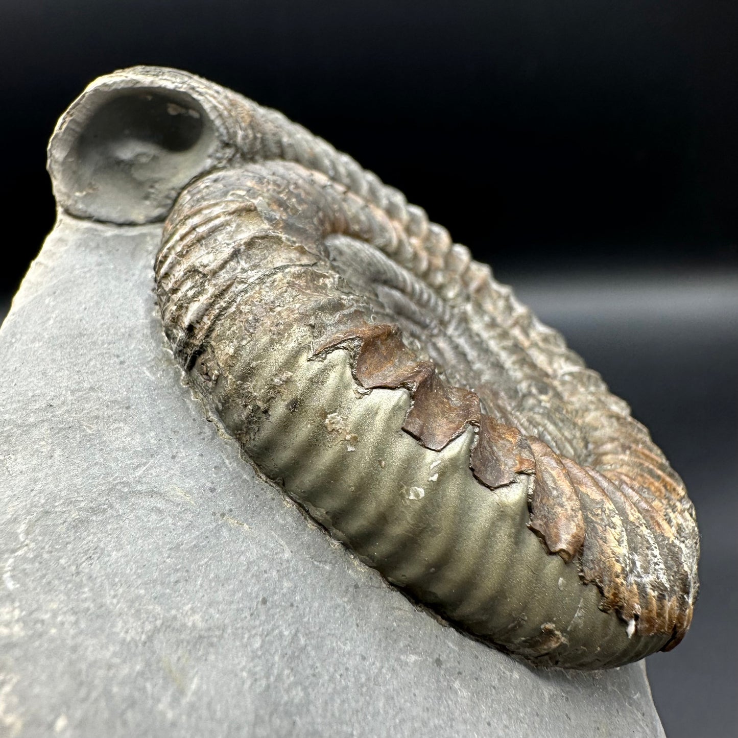 Dactylioceras Ammonite Fossil With Box And Stand - Whitby, North Yorkshire Jurassic Coast Yorkshire Fossils