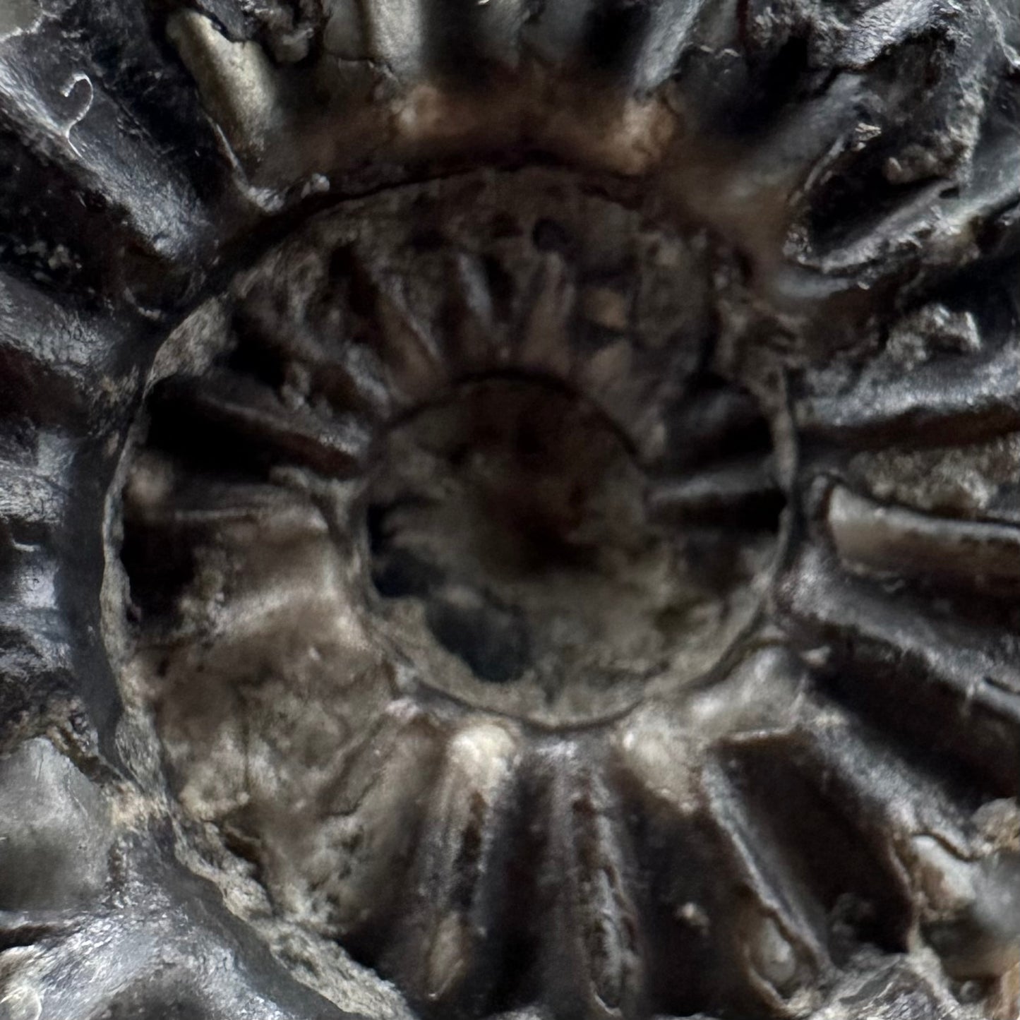 Asteroceras Ammonite fossil with box and stand - Whitby, North Yorkshire Jurassic Coast Yorkshire Fossils