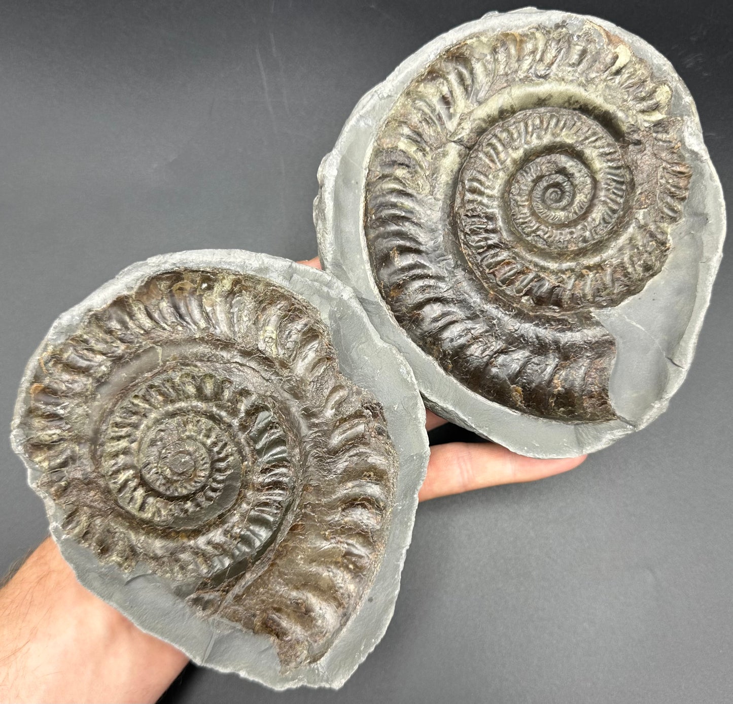 Hildoceras lusitanicum Ammonite nodule (split pair) Fossil With Stand - Whitby, North Yorkshire Jurassic Coast Yorkshire Fossils