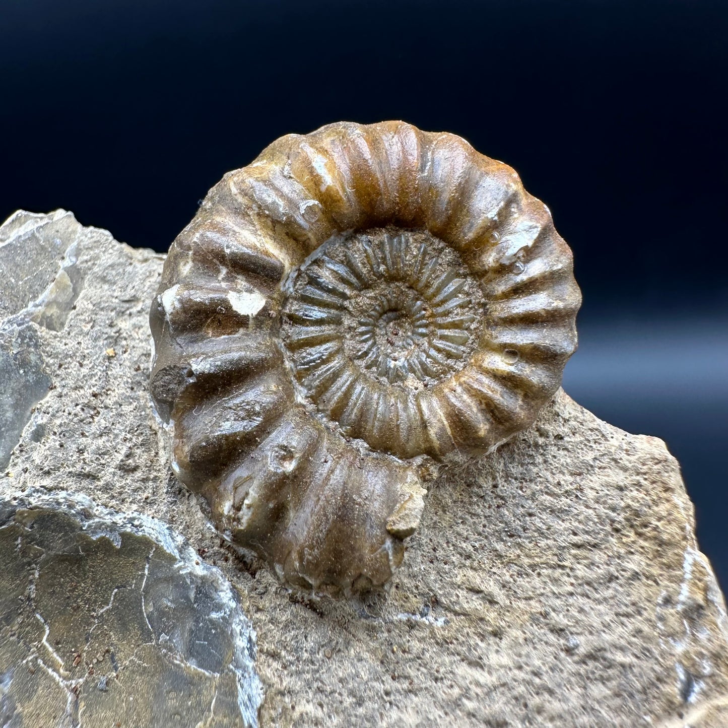 Androgynoceras Capricornus ammonite fossil with box and stand - Whitby, North Yorkshire Jurassic Coast Yorkshire Fossils