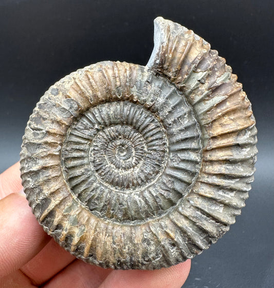 Dactylioceras Ammonite Fossil With Box And Stand - Whitby, North Yorkshire Jurassic Coast Yorkshire Fossils