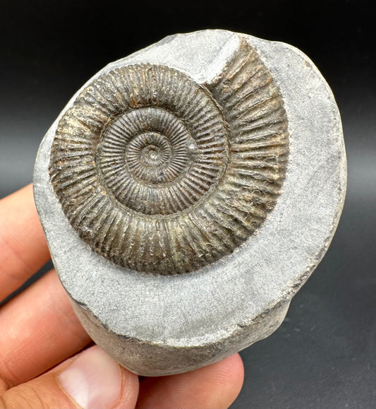 Dactylioceras Ammonite Fossil With Box And Stand - Whitby, North Yorkshire Jurassic Coast Yorkshire Fossils