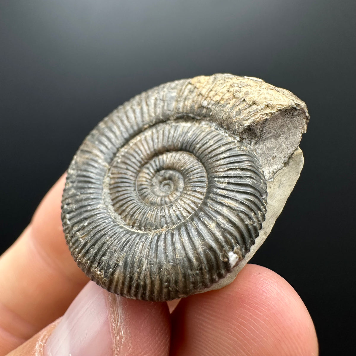 Dactylioceras Ammonite Fossil With box and Stand - Whitby, North Yorkshire Jurassic Coast Yorkshire Fossils
