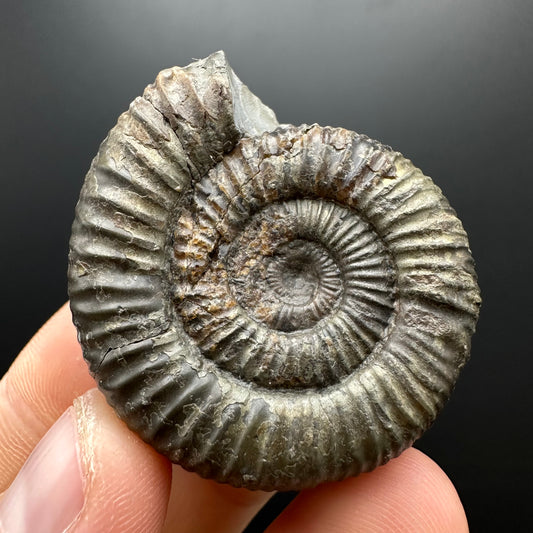 Dactylioceras Ammonite Fossil With box and Stand - Whitby, North Yorkshire Jurassic Coast Yorkshire Fossils