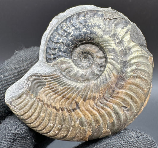 Golden Harpoceras Sp. Ammonite fossil with box and stand - Whitby, North Yorkshire Jurassic Coast Yorkshire Fossils