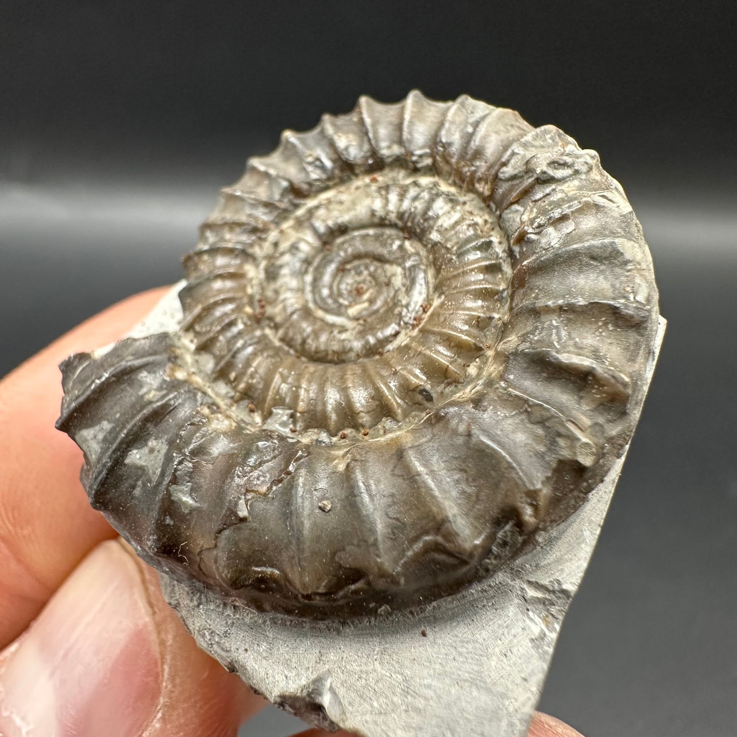 Arnioceras ammonite shell fossil with box and stand - Whitby, North Yorkshire Jurassic Coast Yorkshire Fossils