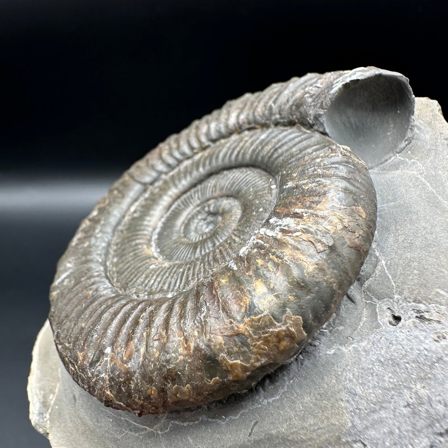 Peronoceras turriculatum ammonite fossil with box and stand - Whitby, North Yorkshire Jurassic Coast, Yorkshire fossils