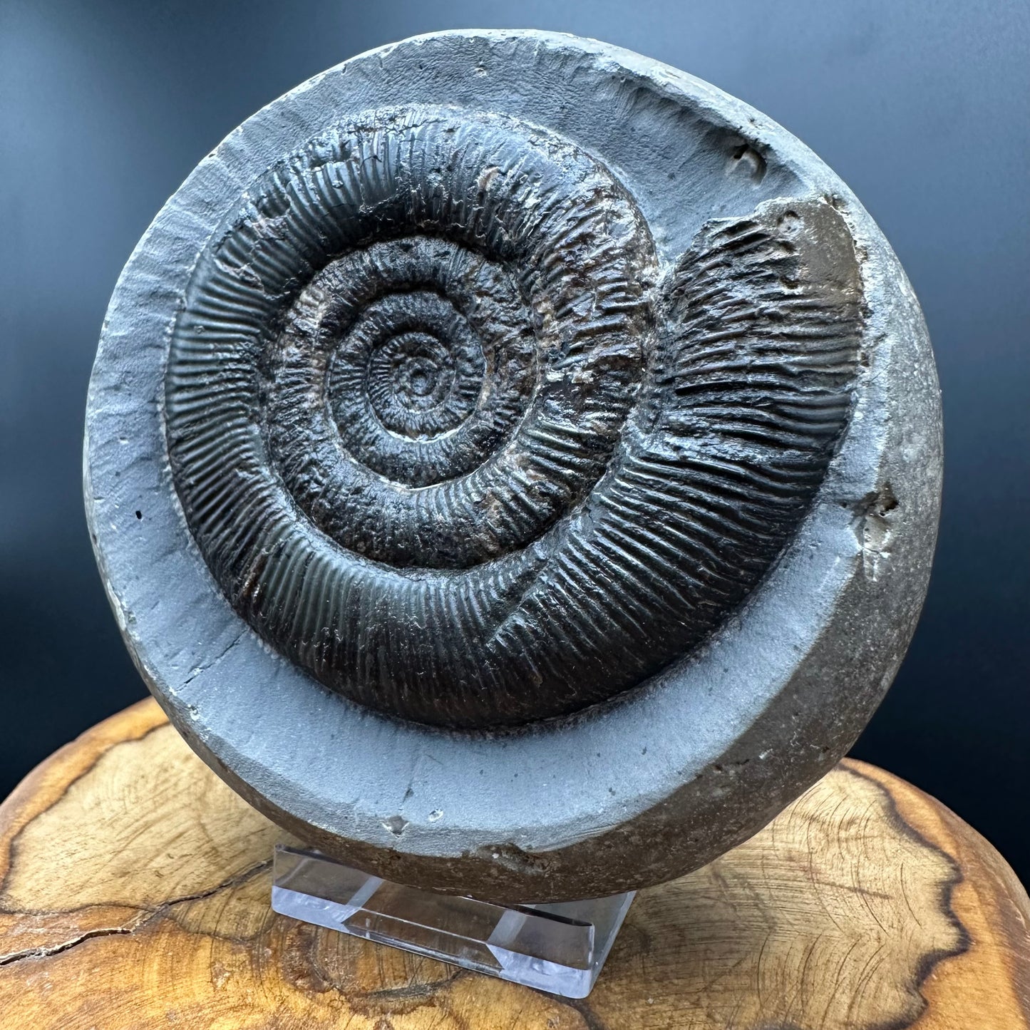 Dactylioceras semicelatum Ammonite fossil with stand - Whitby, North Yorkshire Jurassic Coast Yorkshire Fossils