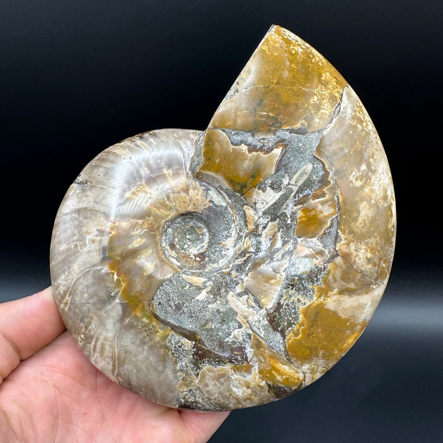 Cleoniceras Ammonite Fossil With Stand - Cretaceous Ammonite Madagascar