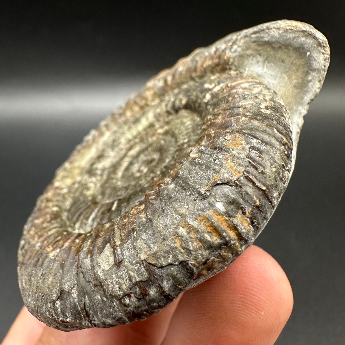 Dactylioceras Ammonite Fossil With Box And Stand - Whitby, North Yorkshire Jurassic Coast Yorkshire Fossils