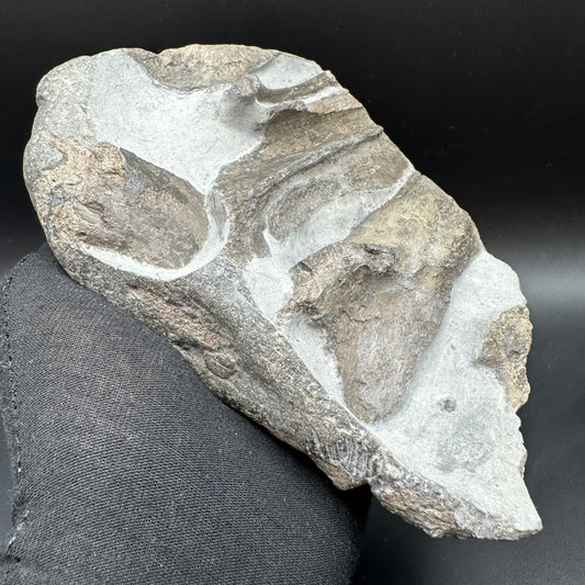 Gyrosteus Fish Bone fossil - Whitby, North Yorkshire, Jurassic Coast, Yorkshire Fossils