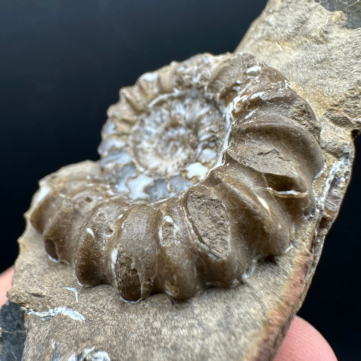 Androgynoceras capricornus Ammonite Fossil With Stand - Whitby, North Yorkshire Jurassic Coast Yorkshire Fossils