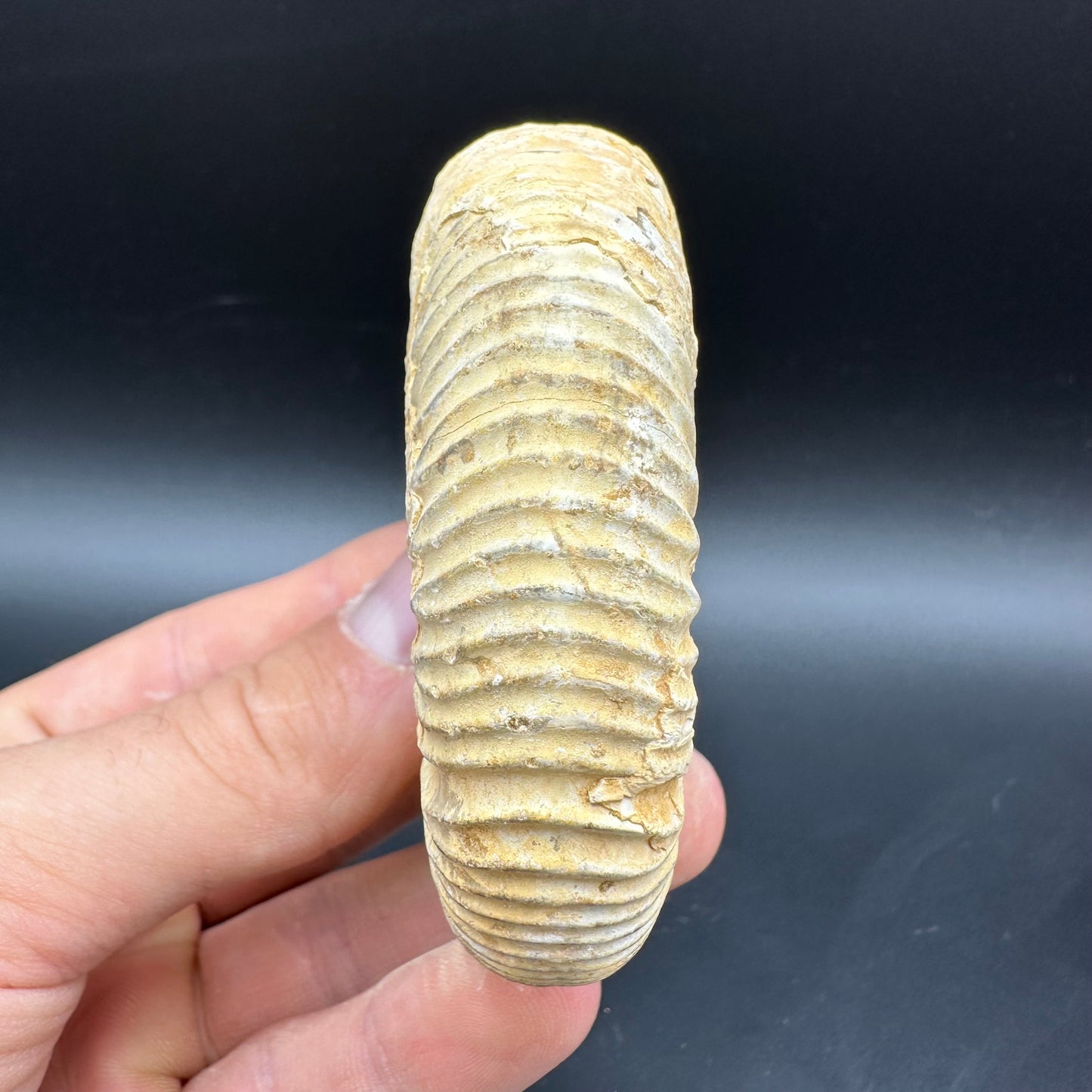 Dichotomosphinctes Ammonite Fossil With Box And Stand - Middle Jurassic Ammonite Madagascar