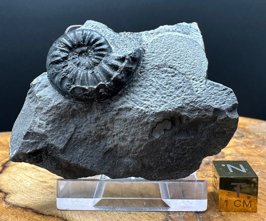 Asteroceras Ammonite fossil with box and stand - Whitby, North Yorkshire Jurassic Coast Yorkshire Fossils