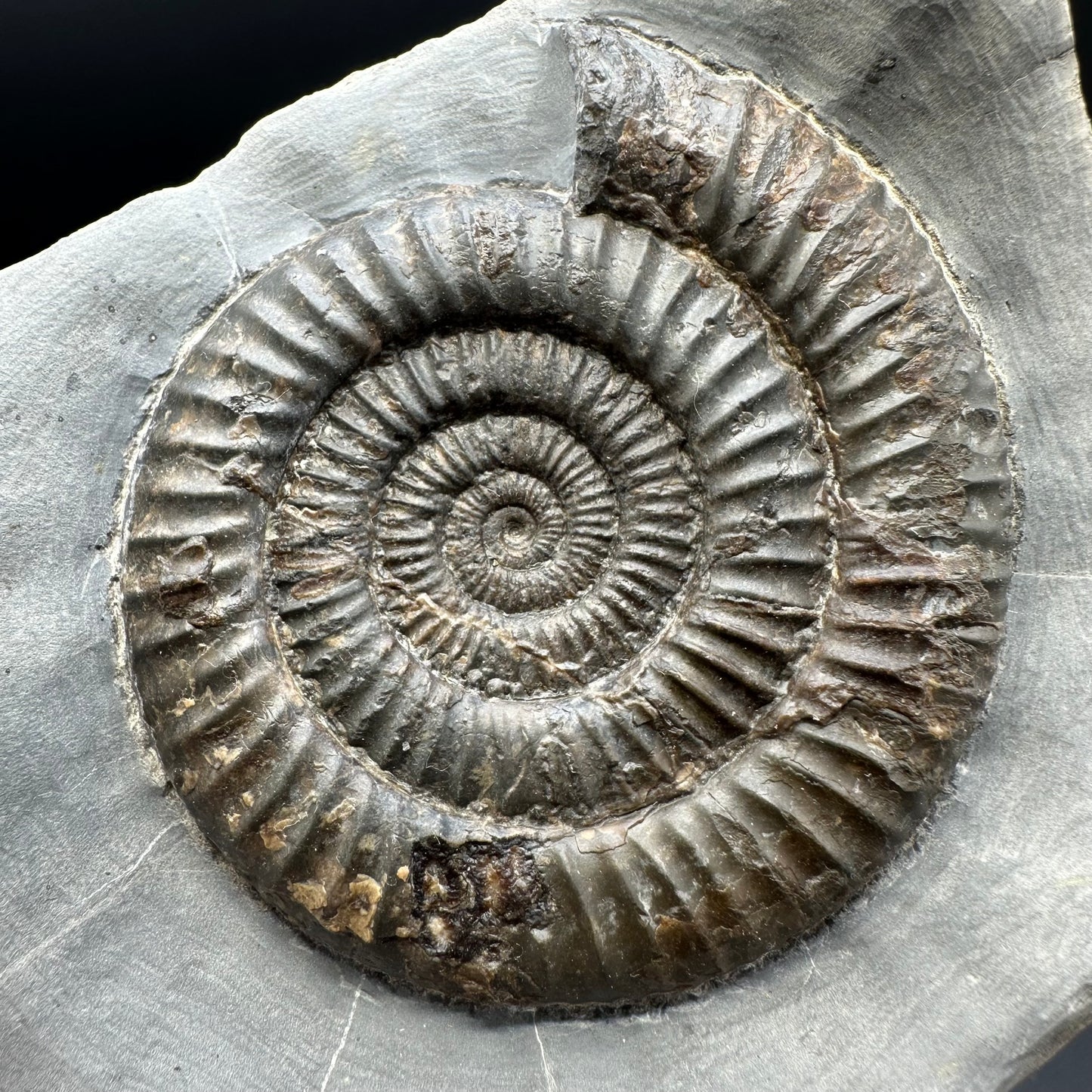 Dactylioceras Ammonite Fossil - Whitby, North Yorkshire Jurassic Coast Yorkshire Fossils