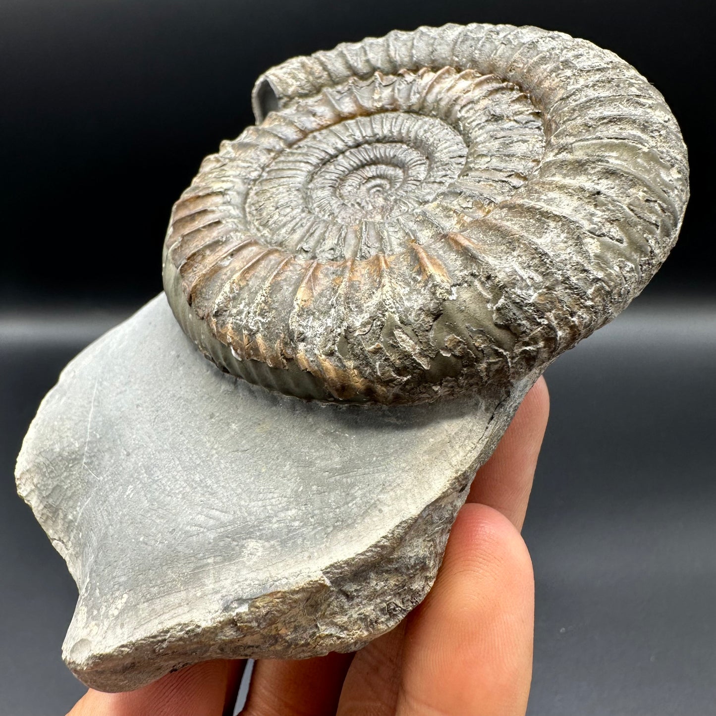 Dactylioceras Ammonite Fossil With Box And Stand - Whitby, North Yorkshire Jurassic Coast Yorkshire Fossils