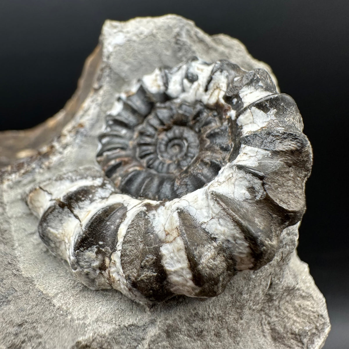 Androgynoceras maculatum ammonite fossil with box and stand - Whitby, North Yorkshire Jurassic Coast Yorkshire Fossils