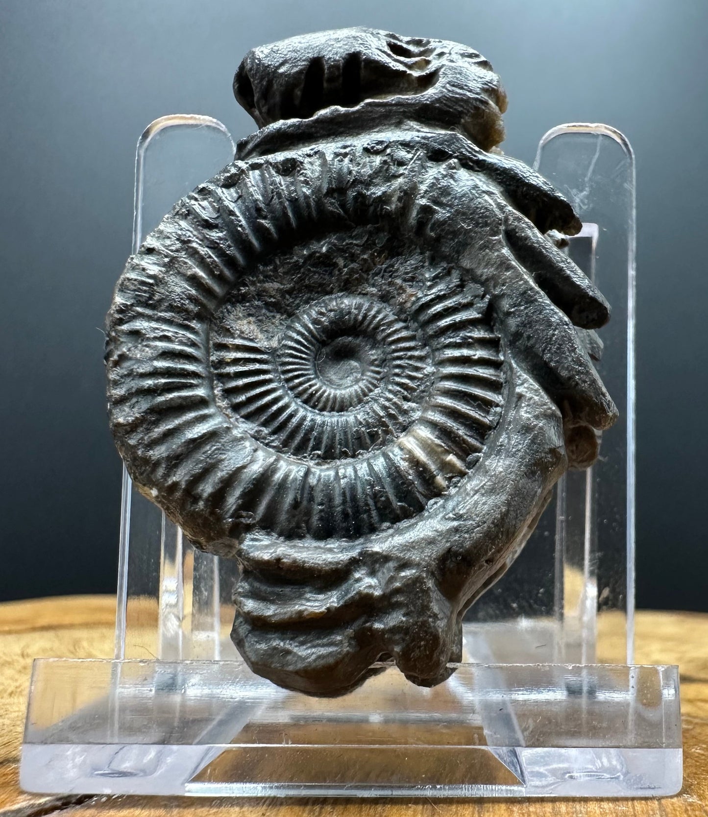 Snakestone Ammonite Fossil With Bag/Box And Stand - Whitby, North Yorkshire Jurassic Coast Yorkshire Fossils