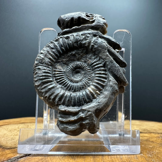 Snakestone Ammonite Fossil With Bag/Box And Stand - Whitby, North Yorkshire Jurassic Coast Yorkshire Fossils
