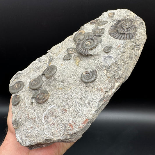 Arnioceras ammonite shell fossil with stand - Whitby, North Yorkshire Jurassic Coast Yorkshire Fossils