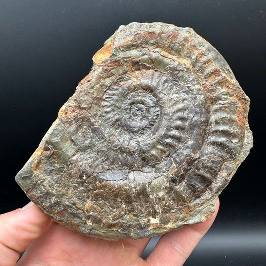 Hildoceras lusitanicum Ammonite Nodule (split pair) Fossil With Stand - Whitby, North Yorkshire Jurassic Coast Yorkshire Fossils