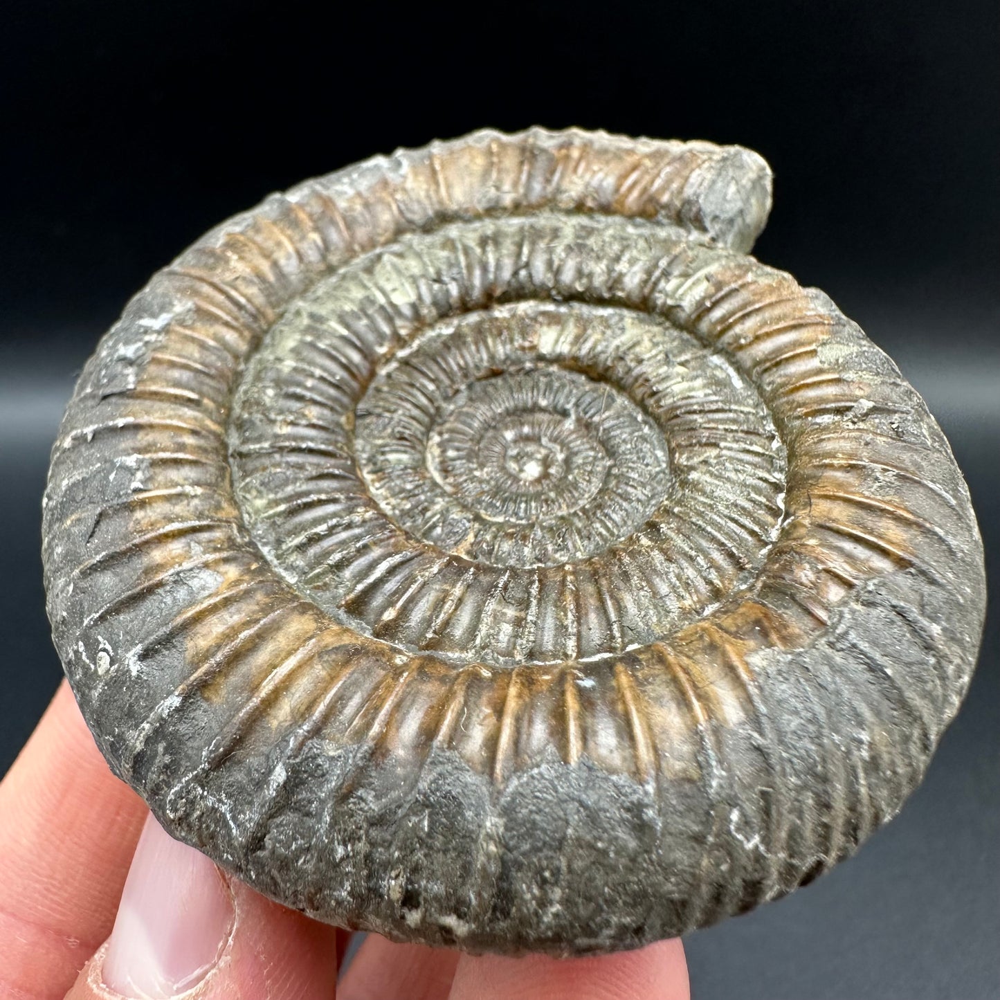 Dactylioceras Ammonite Fossil With Box And Stand - Whitby, North Yorkshire Jurassic Coast Yorkshire Fossils