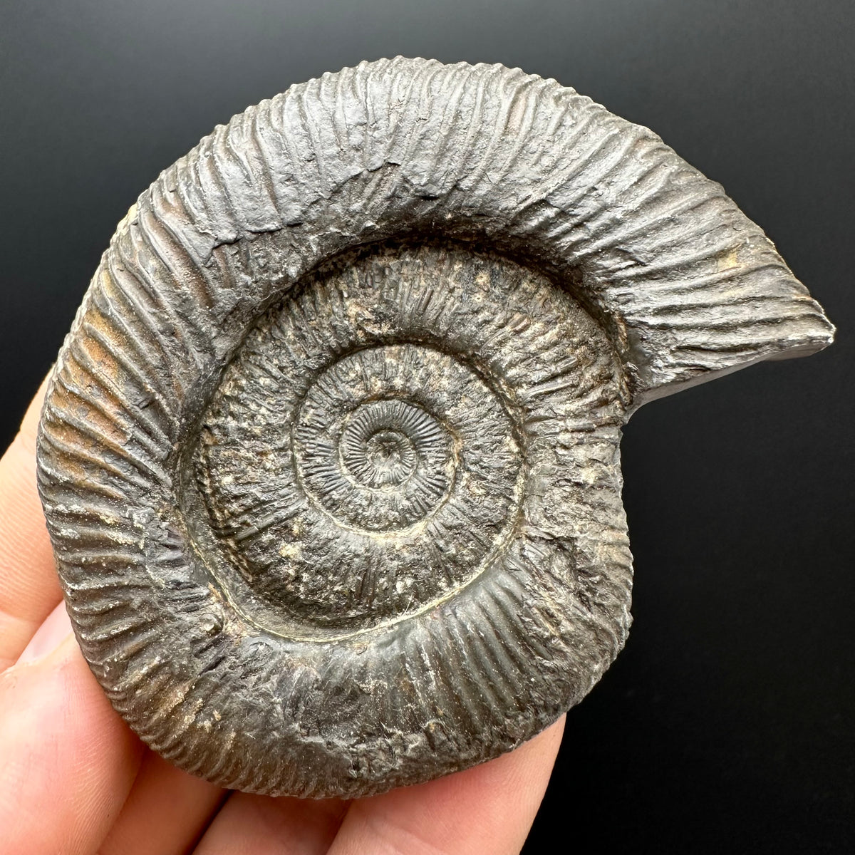 Dactylioceras Ammonite Fossil With box and Stand - Whitby, North Yorkshire Jurassic Coast Yorkshire Fossils