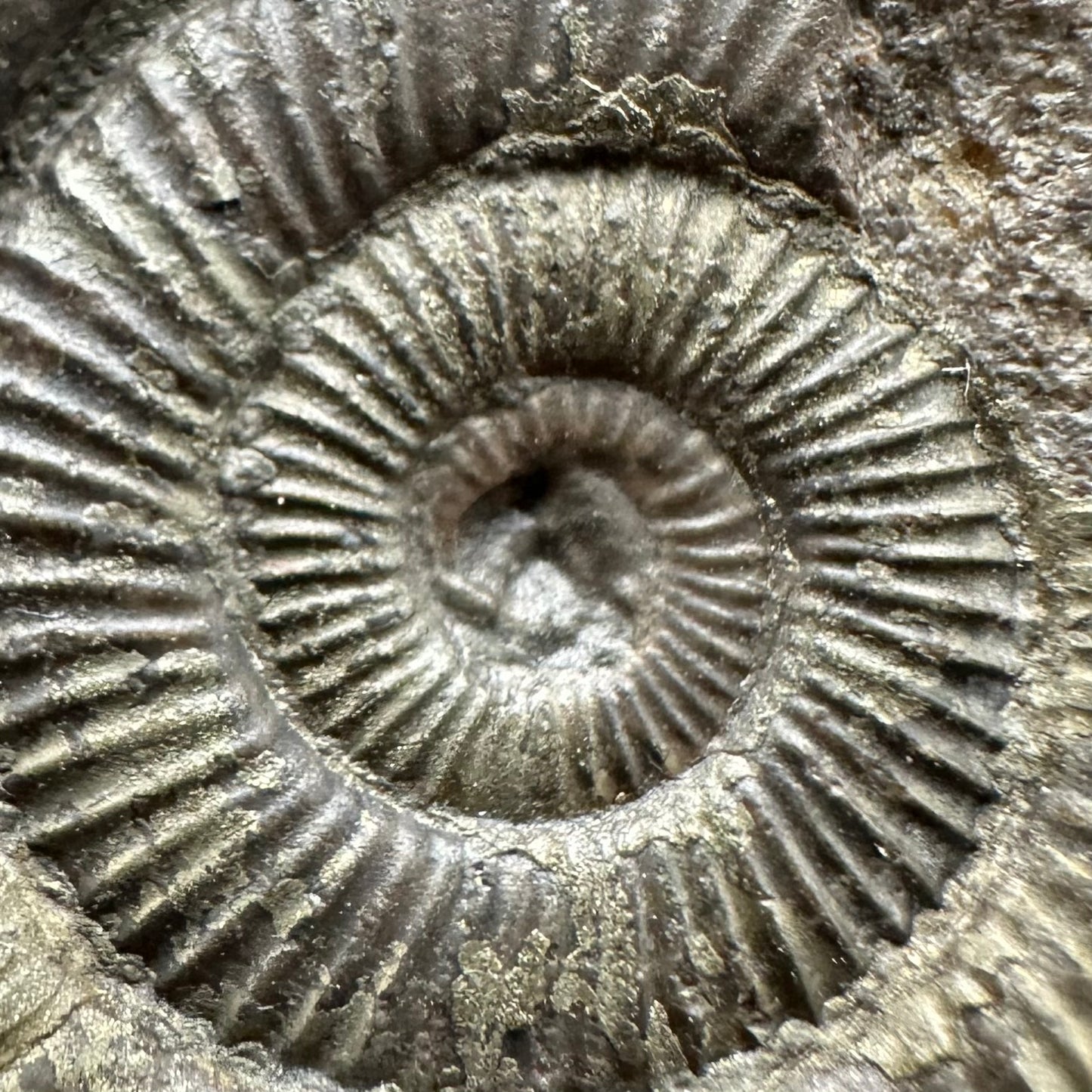 Dactylioceras Ammonite Fossil Gift Set - Whitby, North Yorkshire Jurassic Coast Yorkshire Fossils