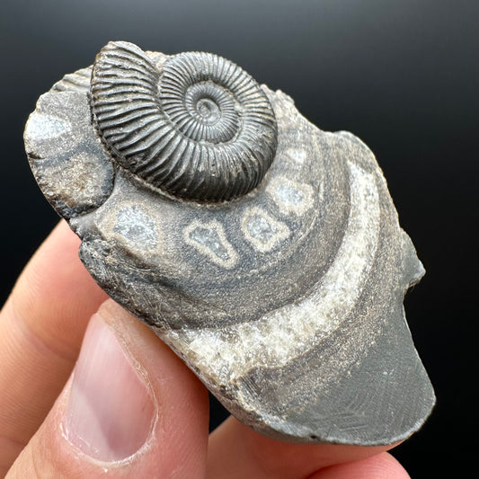 Genuine Yorkshire ammonite fossil for sale – Whitby Jurassic specimen