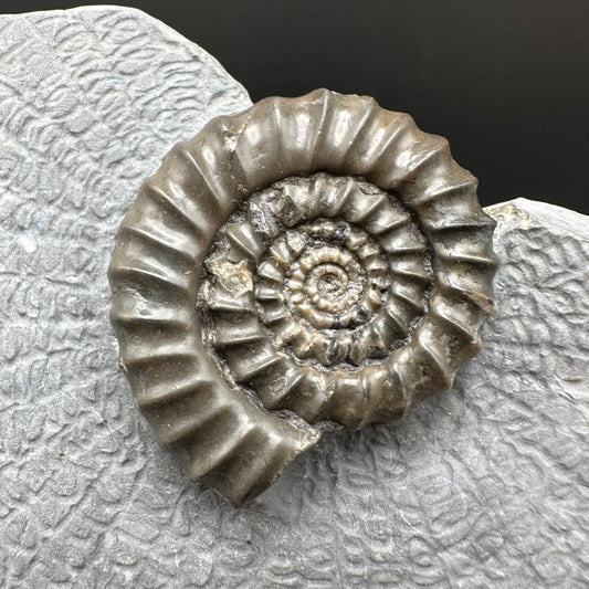 Gagaticeras Ammonite fossil with box and stand - Whitby, North Yorkshire Jurassic Coast Yorkshire Fossils