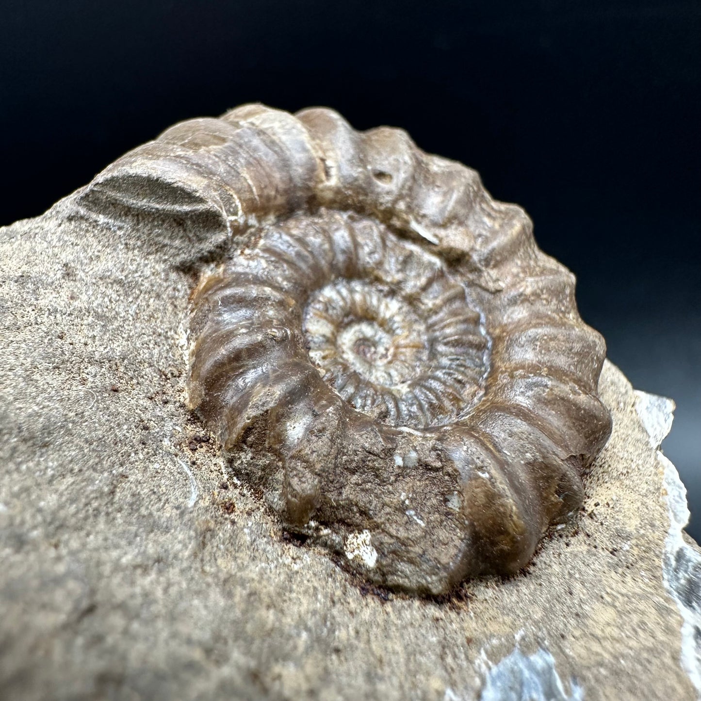 Androgynoceras capricornus Ammonite Fossil With Box And Stand - Whitby, North Yorkshire Jurassic Coast Yorkshire Fossils