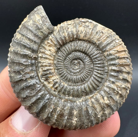 Dactylioceras Ammonite Fossil With Box And Stand - Whitby, North Yorkshire Jurassic Coast Yorkshire Fossils