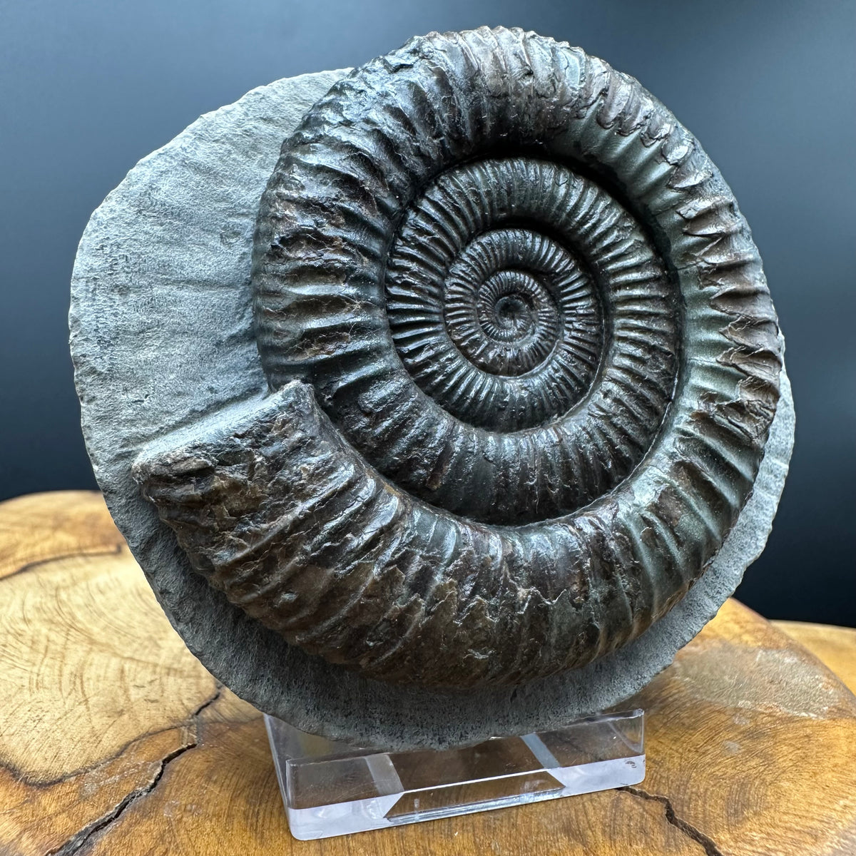 Dactylioceras Ammonite Fossil With box and Stand - Whitby, North Yorkshire Jurassic Coast Yorkshire Fossils