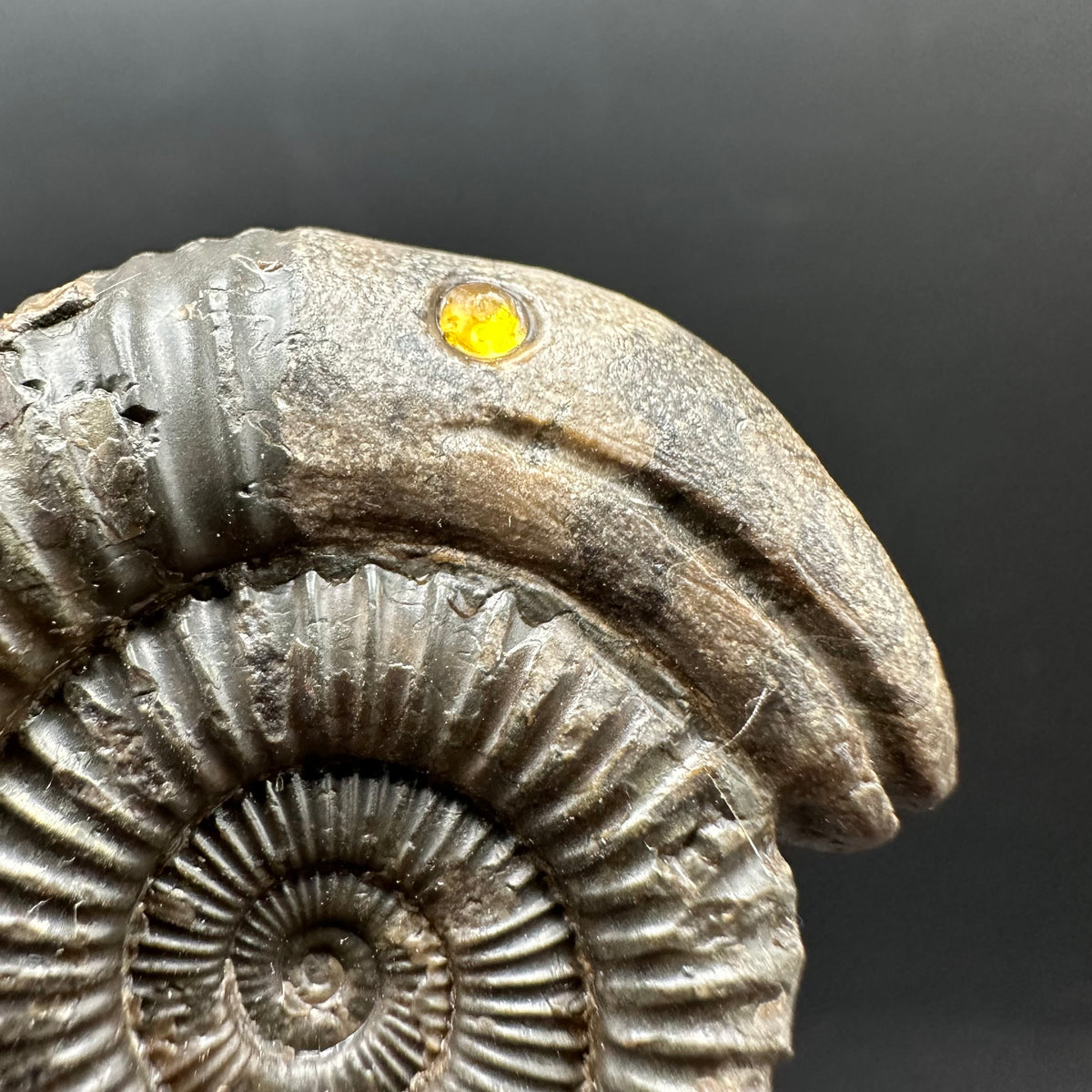 Snakestone Ammonite Fossil With Bag/Box And Stand - Whitby, North Yorkshire Jurassic Coast Yorkshire Fossils