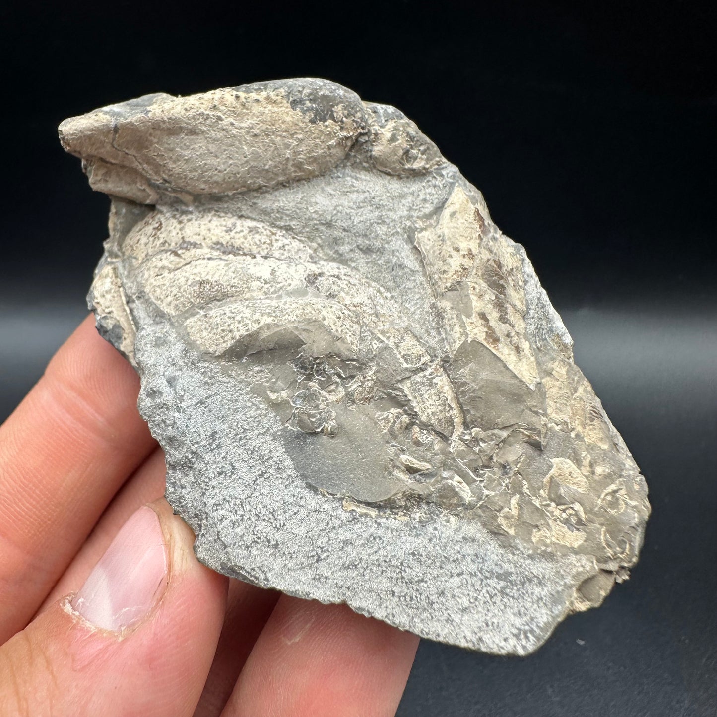 Lobster fossil with box and stand - Whitby, North Yorkshire Jurassic Coast, Yorkshire fossils