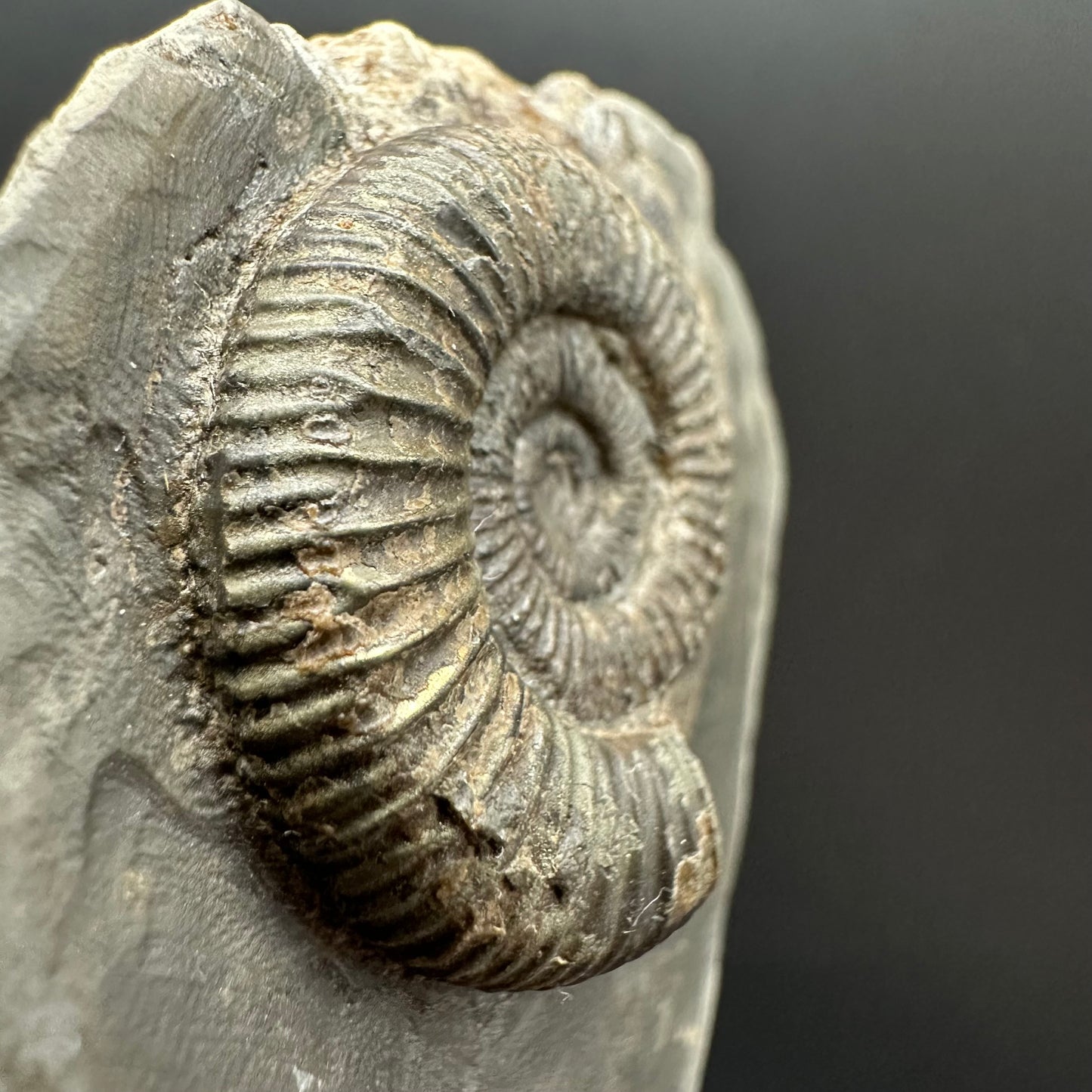 Dactylioceras Ammonite Fossil Gift Set - Whitby, North Yorkshire Jurassic Coast Yorkshire Fossils