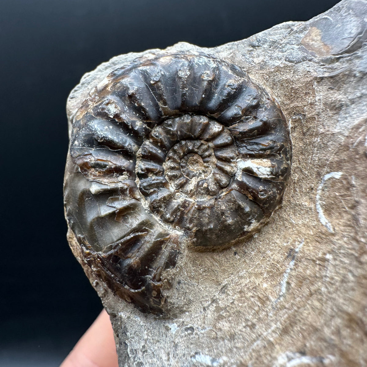 Amaltheus subnodosus Ammonite fossil with stand - Whitby, North Yorkshire Jurassic Coast Yorkshire Fossils