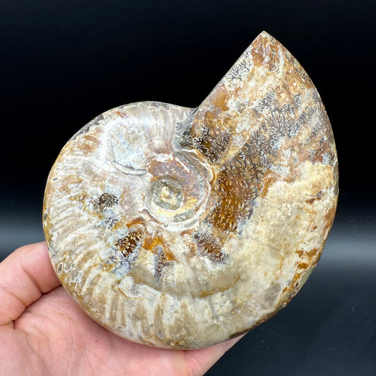 Cleoniceras Ammonite Fossil With Stand - Cretaceous Ammonite Madagascar