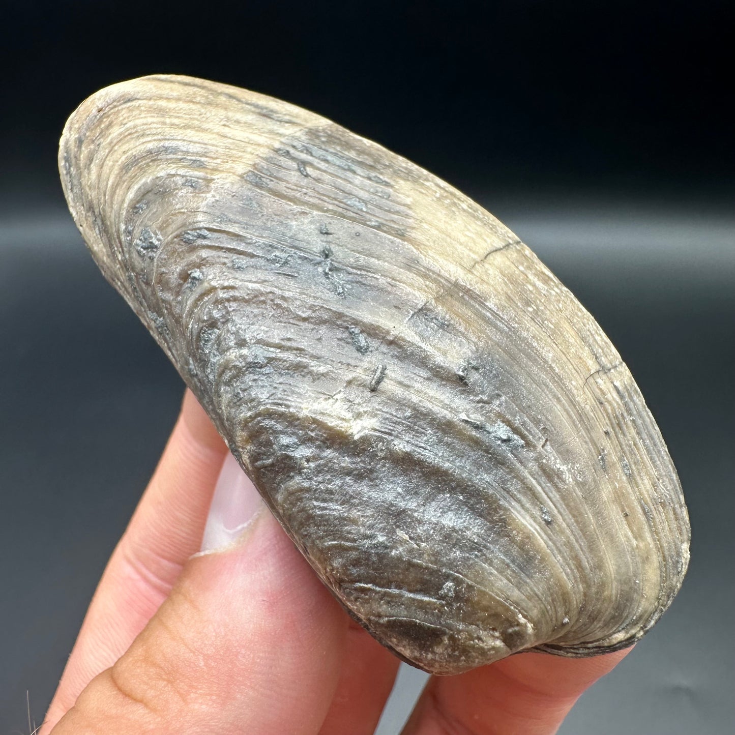 Shell fossil with box and stand - Whitby, North Yorkshire, Jurassic Coast, Yorkshire Fossils