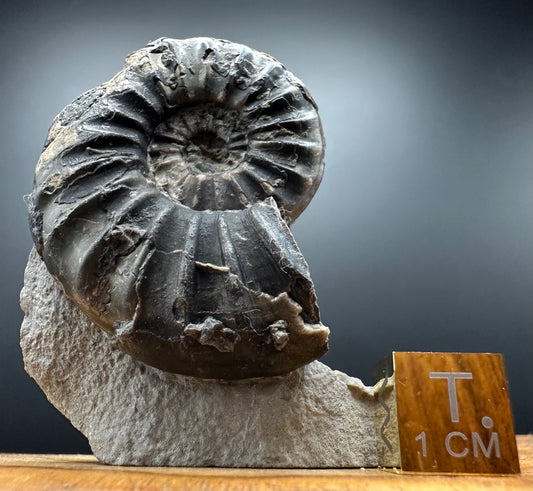 Asteroceras Ammonite fossil with box and stand - Whitby, North Yorkshire Jurassic Coast Yorkshire Fossils