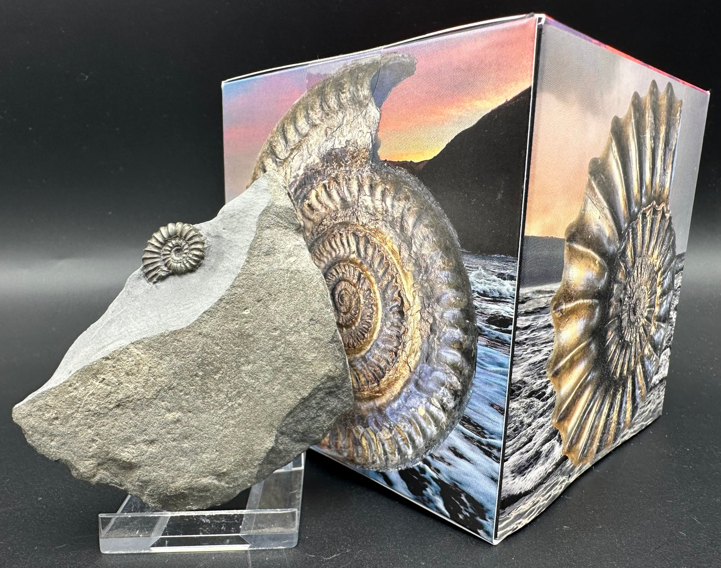 Promicroceras ammonite shell fossil with box and stand - Whitby, North Yorkshire Jurassic Coast Yorkshire Fossils