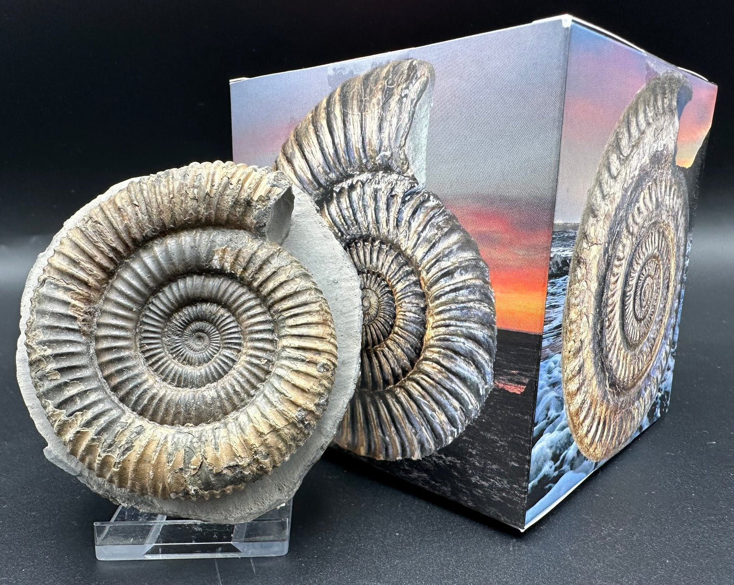 Dactylioceras Ammonite Fossil With Box And Stand - Whitby, North Yorkshire Jurassic Coast Yorkshire Fossils