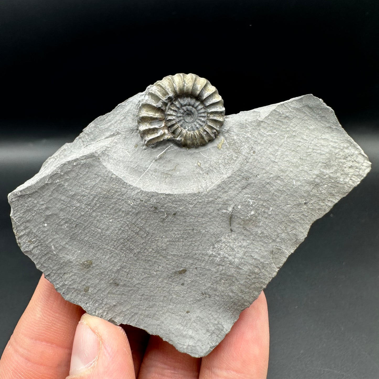 Promicroceras ammonite shell fossil with box and stand - Whitby, North Yorkshire Jurassic Coast Yorkshire Fossils