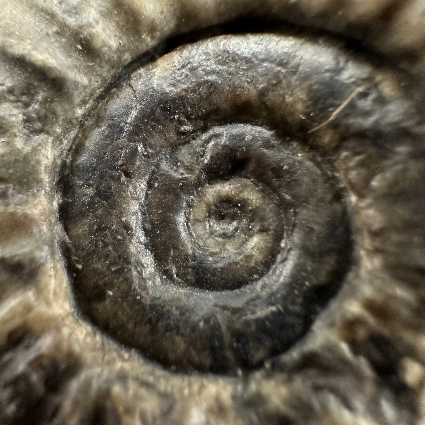 Arnioceras ammonite shell fossil with box and stand - Whitby, North Yorkshire Jurassic Coast Yorkshire Fossils
