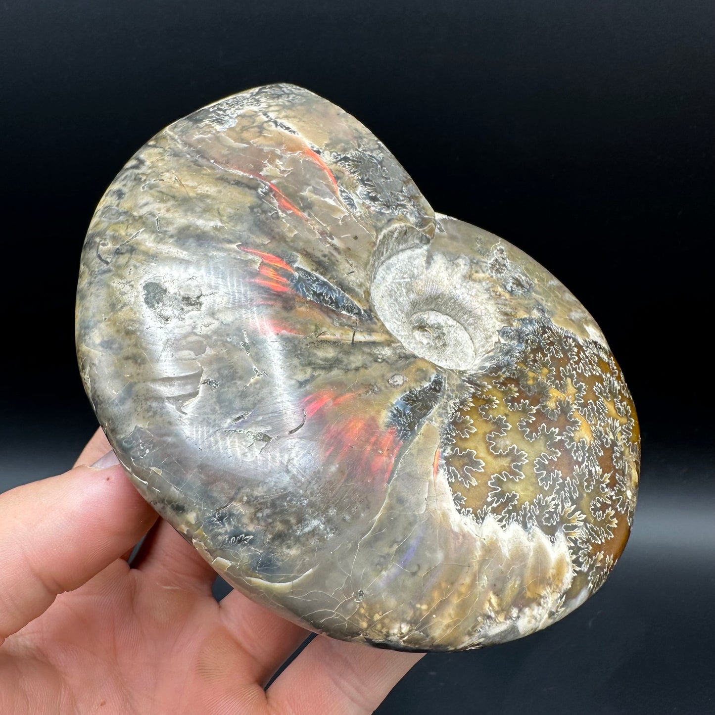 Cleoniceras Ammonite Fossil With Stand - Cretaceous Ammonite Madagascar