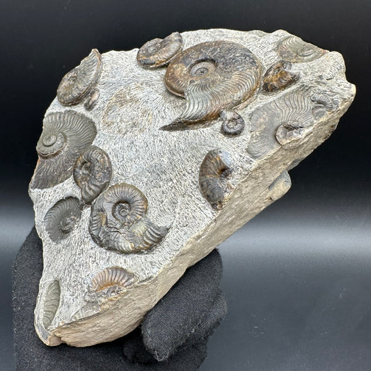 Cleviceras sp. ammonite shell fossil with stand - Whitby, North Yorkshire Jurassic Coast Yorkshire Fossils