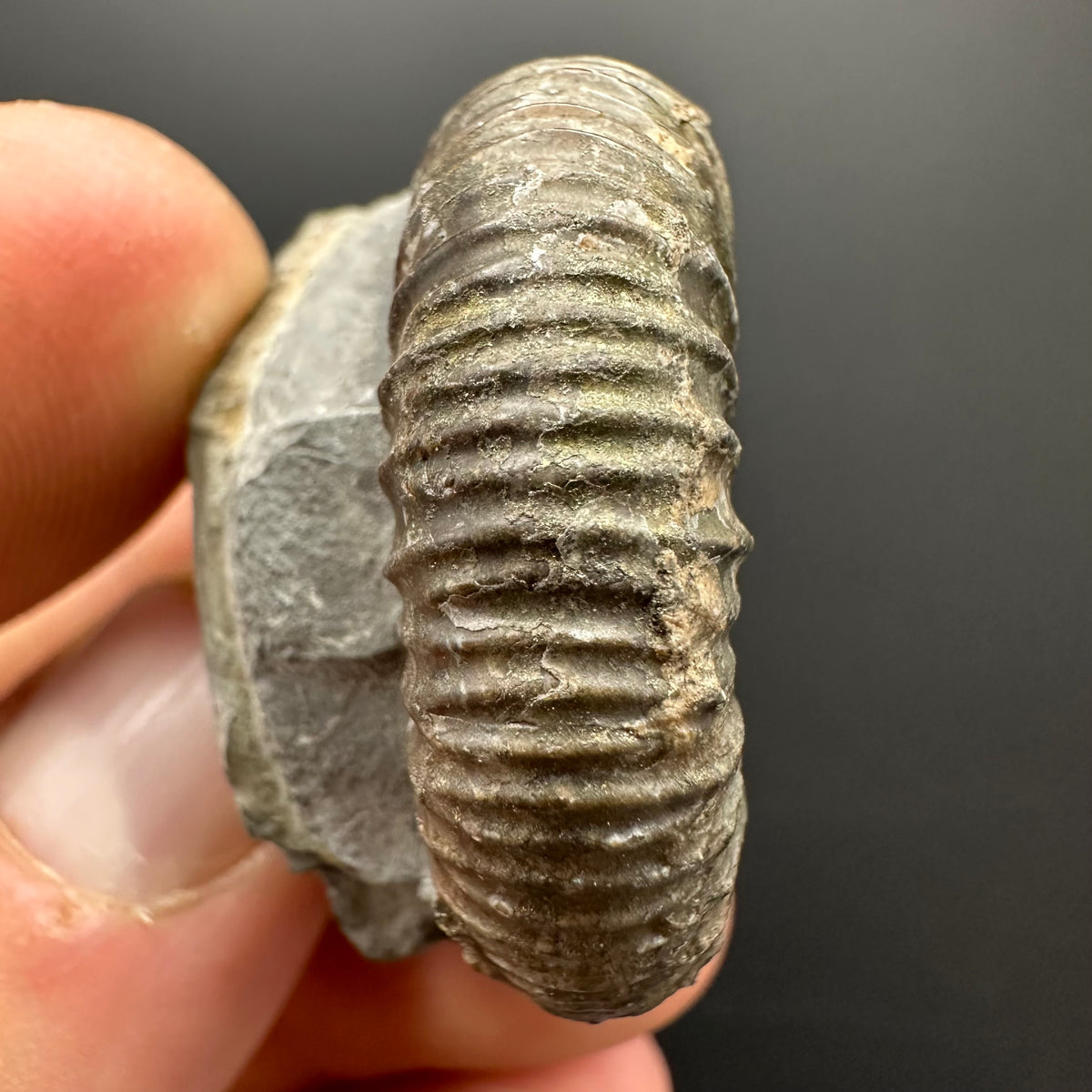 Dactylioceras Ammonite Fossil With box and Stand - Whitby, North Yorkshire Jurassic Coast Yorkshire Fossils