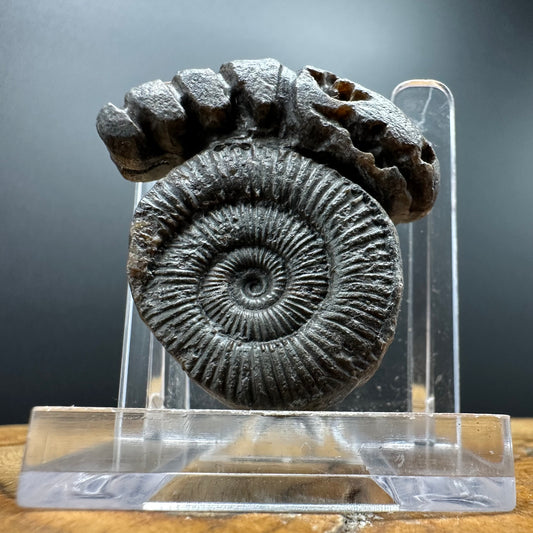 ‘Rammonite’ Snakestone Ammonite Fossil With Bag/Box And Stand - Whitby, North Yorkshire Jurassic Coast Yorkshire Fossils