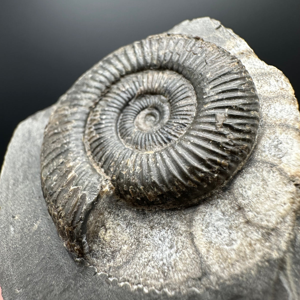 Dactylioceras Ammonite Fossil With box and Stand - Whitby, North Yorkshire Jurassic Coast Yorkshire Fossils